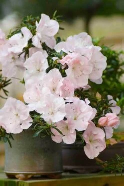 Tsuki No Shimo Satsuki Azalea - 3 Gallon Pot 18 Tsuki No Shimo Satsuki Azalea - 3 Gallon Pot -Botanhush Sales azalea tsuki no shimo 6