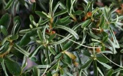 Tsuki No Shimo Satsuki Azalea - 3 Gallon Pot 15 Tsuki No Shimo Satsuki Azalea - 3 Gallon Pot -Botanhush Sales azalea tsuki no shimo 7