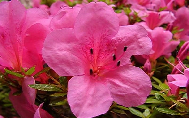 Chinzan Dwarf Azalea - 6 Pack Of 1 Gallon Pots 6 Chinzan Dwarf Azalea - 6 Pack Of 1 Gallon Pots - Image 6