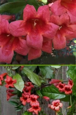 Shalimar Red Crossvine - Bignonia Capreolata - 2 Gallon Pot -Botanhush Sales bignonia shalimar red crossvine 500x750 3