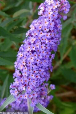 Nanho Blue Butterfly Bush - Buddleia - 1 Gallon Pot 13 Nanho Blue Butterfly Bush - Buddleia - 1 Gallon Pot -Botanhush Sales buddleia davidii nanho blue butterfly bush 2