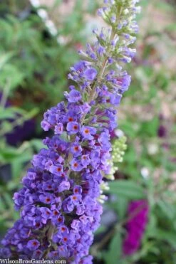 Nanho Blue Butterfly Bush - Buddleia - 3 Gallon Pot -Botanhush Sales buddleia davidii nanho blue butterfly bush 3 1