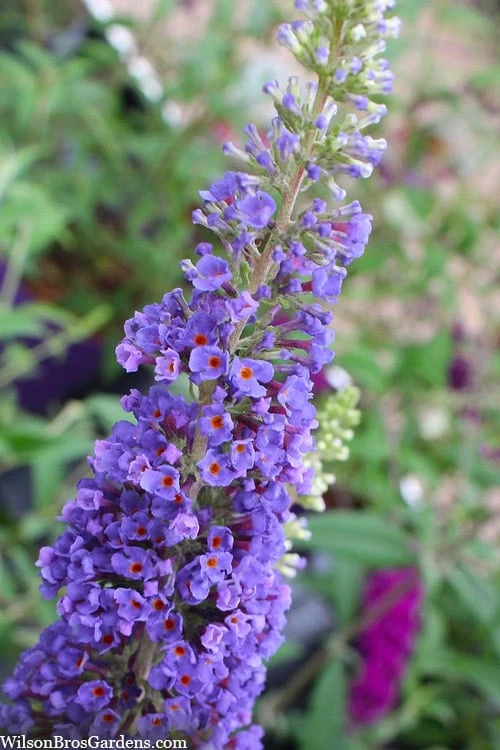 Nanho Blue Butterfly Bush - Buddleia - 1 Gallon Pot 6 Nanho Blue Butterfly Bush - Buddleia - 1 Gallon Pot - Image 6