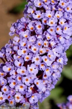 Nanho Blue Butterfly Bush - Buddleia - 1 Gallon Pot 11 Nanho Blue Butterfly Bush - Buddleia - 1 Gallon Pot -Botanhush Sales buddleia davidii nanho blue butterfly bush 4