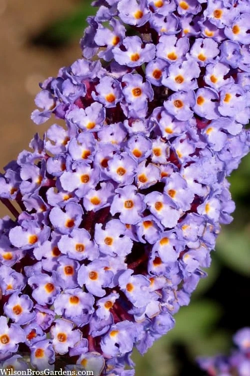 Nanho Blue Butterfly Bush - Buddleia - 1 Gallon Pot 5 Nanho Blue Butterfly Bush - Buddleia - 1 Gallon Pot - Image 5