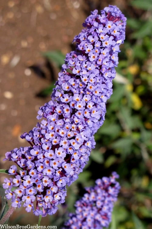Nanho Blue Butterfly Bush - Buddleia - 1 Gallon Pot 1 Nanho Blue Butterfly Bush - Buddleia - 1 Gallon Pot
