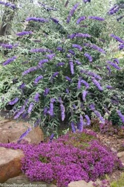 Nanho Blue Butterfly Bush - Buddleia - 1 Gallon Pot 10 Nanho Blue Butterfly Bush - Buddleia - 1 Gallon Pot -Botanhush Sales buddleia davidii nanho blue butterfly bush 6