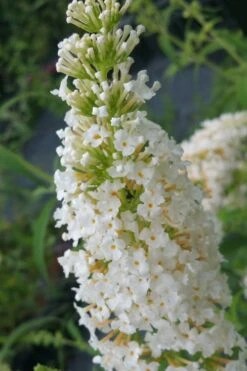 White Profusion Butterfly Bush - 1 Gallon Pot -Botanhush Sales buddleia davidii white profusion butterfly bush 2