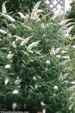 White Profusion Butterfly Bush - 3 Gallon Pot -Botanhush Sales buddleia davidii white profusion butterfly bush 3 1