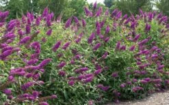 RoyalRazz Butterfly Bush (Buddleia) - 3 Gallon Pot -Botanhush Sales buddleia royalrazz butterfly bush 2