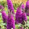 RoyalRazz Butterfly Bush (Buddleia) - 3 Gallon Pot