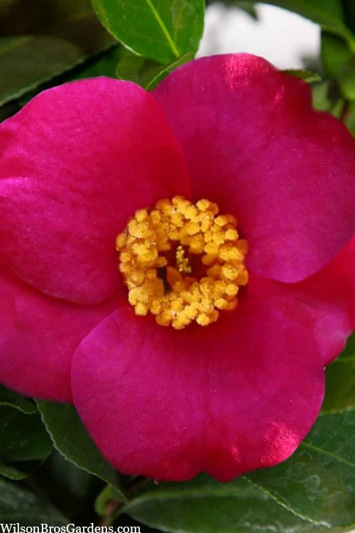 April Melody Camellia Japonica - 3 Gallon Pot 1 April Melody Camellia Japonica - 3 Gallon Pot