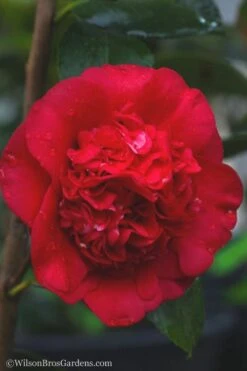 April Tryst Camellia Japonica - 3 Gallon Pot 9 April Tryst Camellia Japonica - 3 Gallon Pot -Botanhush Sales camellia april tryst 21 2