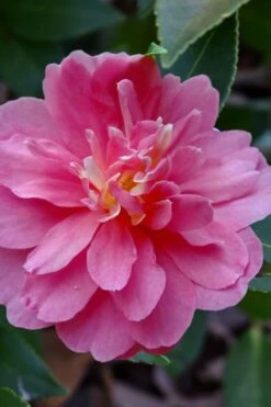 Autumn Spirit Camellia - Hybrid - 1 Gallon Pot 11 Autumn Spirit Camellia - Hybrid - 1 Gallon Pot -Botanhush Sales camellia autumn spirit 21