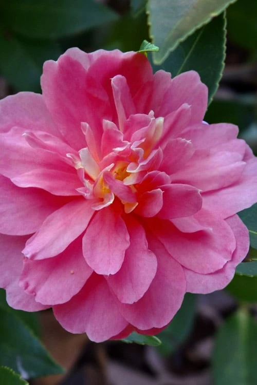 Autumn Spirit Camellia - Hybrid - 1 Gallon Pot 6 Autumn Spirit Camellia - Hybrid - 1 Gallon Pot - Image 6