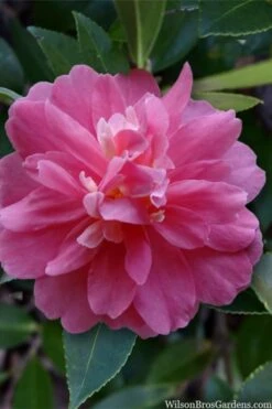 Autumn Spirit Camellia - Hybrid - 1 Gallon Pot 10 Autumn Spirit Camellia - Hybrid - 1 Gallon Pot -Botanhush Sales camellia autumn spirit 22
