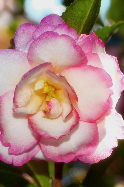 Bob's Supreme Camellia - 3 Gallon Pot 1 Bob's Supreme Camellia - 3 Gallon Pot