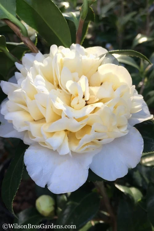 Brushfield Yellow Camellia Japonica - 3 Gallon Pot 1 Brushfield Yellow Camellia Japonica - 3 Gallon Pot