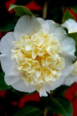Brushfield Yellow Camellia Japonica - 6 Pack Of 1 Gallon Pots -Botanhush Sales camellia brushfield yellow 25 1