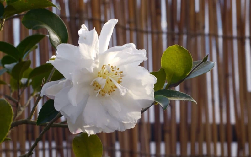 Chisato No Aki Camellia Japonica - 3 Gallon Pot 5 Chisato No Aki Camellia Japonica - 3 Gallon Pot - Image 5