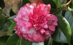Sacred Dance Camellia Japonica 'Daikagura' - 1 Gallon Pot 11 Sacred Dance Camellia Japonica 'Daikagura' - 1 Gallon Pot -Botanhush Sales camellia daikagura 20