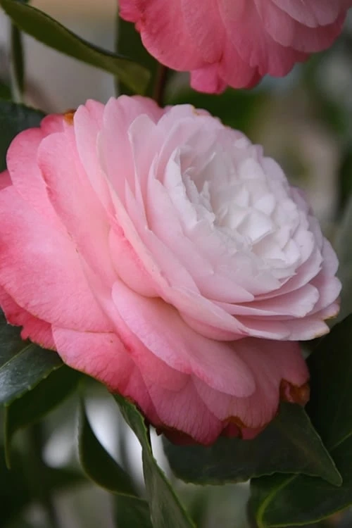 Desire Camellia Japonica - 1 Gallon Pot 1 Desire Camellia Japonica - 1 Gallon Pot
