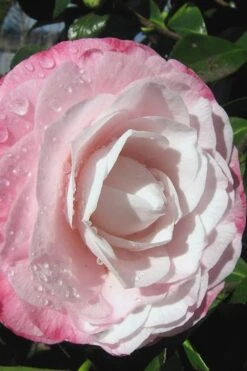 Desire Camellia Japonica - 3 Gallon Pot 9 Desire Camellia Japonica - 3 Gallon Pot -Botanhush Sales camellia desire 2 1