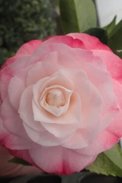 Desire Camellia Japonica - 1 Gallon Pot 8 Desire Camellia Japonica - 1 Gallon Pot -Botanhush Sales camellia desire 3