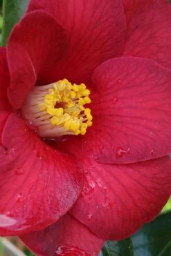 Adeyaka Camellia Japonica - 3 Gallon Pot 8 Adeyaka Camellia Japonica - 3 Gallon Pot -Botanhush Sales camellia japonica adeyaka 1