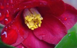 Adeyaka Camellia Japonica - 3 Gallon Pot 9 Adeyaka Camellia Japonica - 3 Gallon Pot -Botanhush Sales camellia japonica adeyaka 3