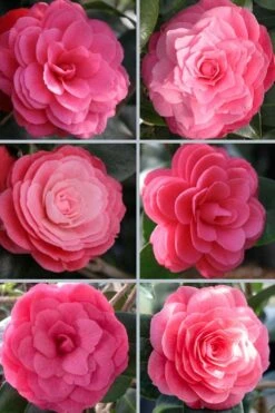 April Kiss Pink Double Flowered Camellia Japonica - 3 Gallon Pot 9 April Kiss Pink Double Flowered Camellia Japonica - 3 Gallon Pot -Botanhush Sales camellia japonica april kiss 102