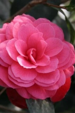 April Kiss Pink Double Flowered Camellia Japonica - 3 Gallon Pot 8 April Kiss Pink Double Flowered Camellia Japonica - 3 Gallon Pot -Botanhush Sales camellia japonica april kiss 103