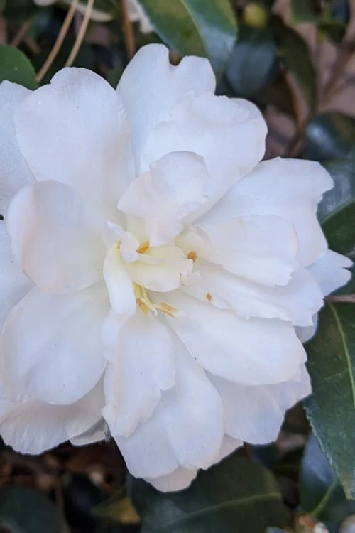 Chisato No Aki Camellia Japonica - 3 Gallon Pot 1 Chisato No Aki Camellia Japonica - 3 Gallon Pot