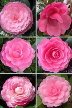 E.G. Waterhouse Camellia - Williamsii Hybrid - 1 Gallon Pot 8 E.G. Waterhouse Camellia - Williamsii Hybrid - 1 Gallon Pot -Botanhush Sales camellia japonica e g waterhouse 21 1