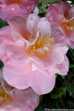 Junior Miss Fragrant Pink Camellia - 7 Gallon Pot -Botanhush Sales camellia japonica junior miss 2