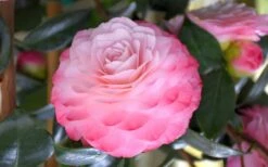 Nuccio's Pearl Camellia Japonica - 3 Gallon Pot 9 Nuccio's Pearl Camellia Japonica - 3 Gallon Pot -Botanhush Sales camellia mnuccios pearl 3