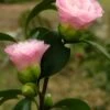 Nuccio's Pearl Camellia Japonica - 3 Gallon Pot