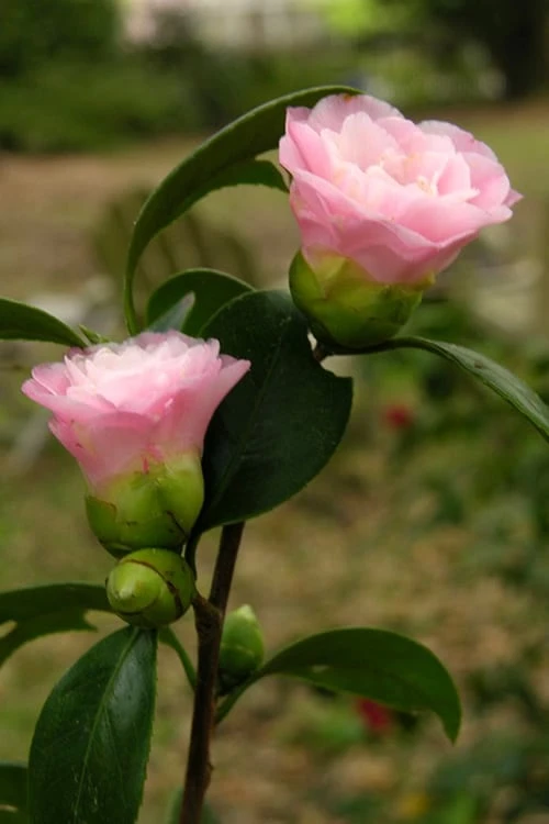 Nuccio's Pearl Camellia Japonica - 3 Gallon Pot 1 Nuccio's Pearl Camellia Japonica - 3 Gallon Pot