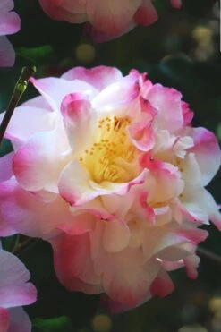 Omega Camellia Japonica - 3 Gallon Pot -Botanhush Sales camellia omega 3