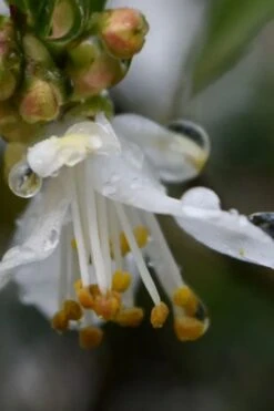Parvilimba Camellia - 5 Gallon Pot 10 Parvilimba Camellia - 5 Gallon Pot -Botanhush Sales camellia parvilimba 1