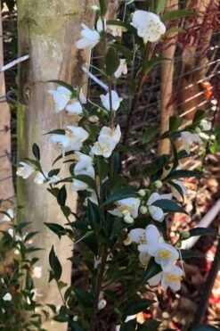 Parvilimba Camellia - 5 Gallon Pot 11 Parvilimba Camellia - 5 Gallon Pot -Botanhush Sales camellia parvilimba 4