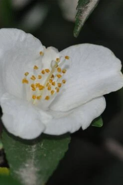 Parvilimba Camellia - 5 Gallon Pot 9 Parvilimba Camellia - 5 Gallon Pot -Botanhush Sales camellia parvilimba 6