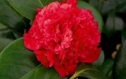 Professor Sargent Camellia Japonica - 3 Gallon Pot 10 Professor Sargent Camellia Japonica - 3 Gallon Pot -Botanhush Sales camellia professor sargent bloom