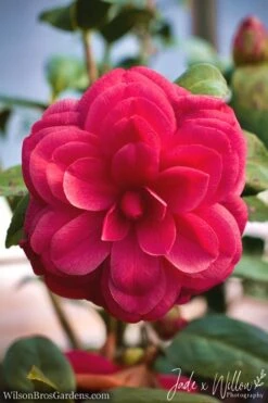 Purple Dawn Camellia Japonica - 1 Gallon Pot 7 Purple Dawn Camellia Japonica - 1 Gallon Pot -Botanhush Sales camellia purple dawn jw 1