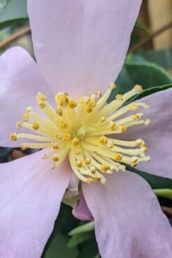 Maiden's Blush Camellia - 3 Gallon -Botanhush Sales camellia sasanqua maiden blush 4