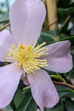 Maiden's Blush Camellia - 3 Gallon -Botanhush Sales camellia sasanqua maiden blush 5