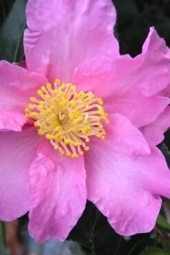 Marti Camellia - 3 Gallon Pot -Botanhush Sales camellia sasanqua marti 3