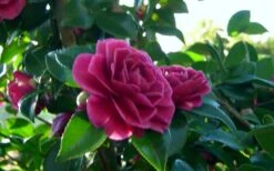 Purple Haze Camellia- 3 Gallon Pot -Botanhush Sales camellia sasanqua purple haze 2