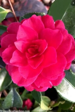 Purple Haze Camellia- 3 Gallon Pot -Botanhush Sales camellia sasanqua purple haze 4