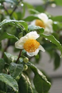 Small Leaf Tea Plant (Camellia Sinensis) - 3 Gallon Pot -Botanhush Sales camellia sinensis small leaf tea plant 21